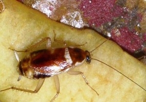 Supella longipalpa