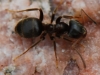 Lasius niger (formica nera)