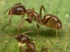 Linepithema humile