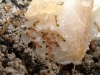 Monomorium pharaonis (formica faraone)