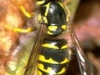 Vespula vulgaris