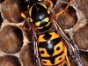 Vespula germanica