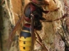 Vespa crabro