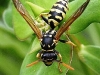 Polistes gallicus