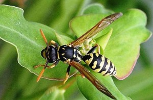 vespa gallica